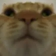 PogO