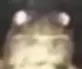 frogstare
