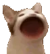 PopCat
