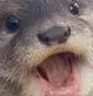 otter