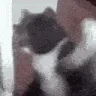 CatSmashR