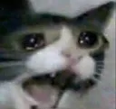 sadcat sadcat