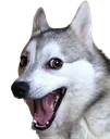 7169badpundogsmile