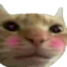 catblush