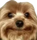 dogstare