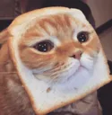SadCat