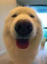 happdomg