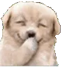 ie_doghihi ie_doghihi