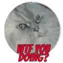 Angry Cat angrycat Discord Emoji