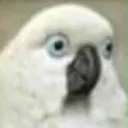 Skeptical