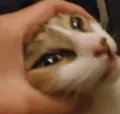 smothered smothered