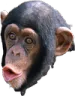 Pogchimp Pogchimp Discord Emoji
