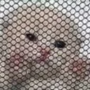 microwavecat