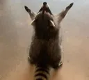 racoevillaugh