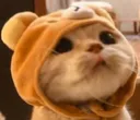 Cute_Cat