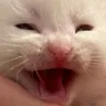 catkekw