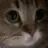 meow