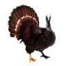 superturkey
