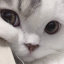 E_cat_skukota Discord emoji