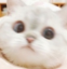 E_cat_shock Discord emoji