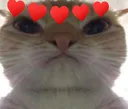 8_cat_love Discord Emoji
