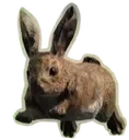 Bunny2 Bunny2