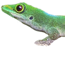 zzlizard1 Discord emoji