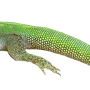 zzlizard3 Discord emoji