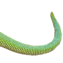 zzlizard4 Discord emoji