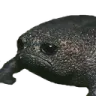 PhrogeSadMochi