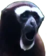 Pog Chimp Pogchimp Discord Emoji