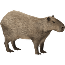 Capybara Discord emoji