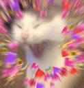 catprecious