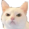 angey angey