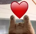 cute cute