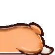 icetokkiCorgi3