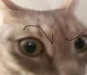 catbroe