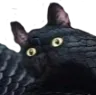 CATgrake