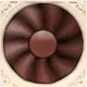 noctua noctua