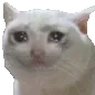CATsadnoppers CATsadnoppers