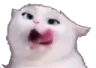 CATyumm
