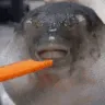 pupperfishnom