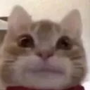 wutf