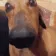 Hondje