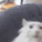 catPog catPog