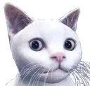 LJcatto LJcatto