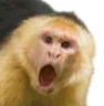 monkey_lol