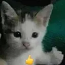 goodcat goodcat