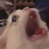 raaaaaaa