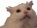 catstare